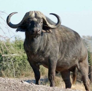 PÓSTER BRILLANTE DE BÚFALO AFRICANO FOTO FOTO affalo nyati mbogo capa bovina 163 - Imagen 1 de 1