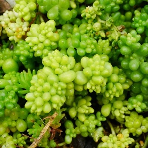 Sedum Album MiniBerry 5.5cm | White Stonecrop, Ground covering Hardy Succulent - Picture 1 of 7