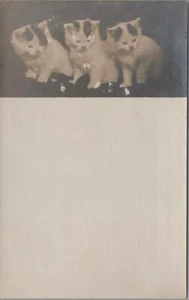 RPPC Postcard Kittens Cats White With Patches c. 1900s - Picture 1 of 2