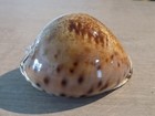 Coquillage : NEW CYPRAEA LEPORYCYPRAEA VALENTIA de 91.5 mm  XL PHILIPPINES