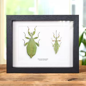 Autumn Leaf insect in Box Frame (Phyllium tobeloense) - Picture 1 of 10