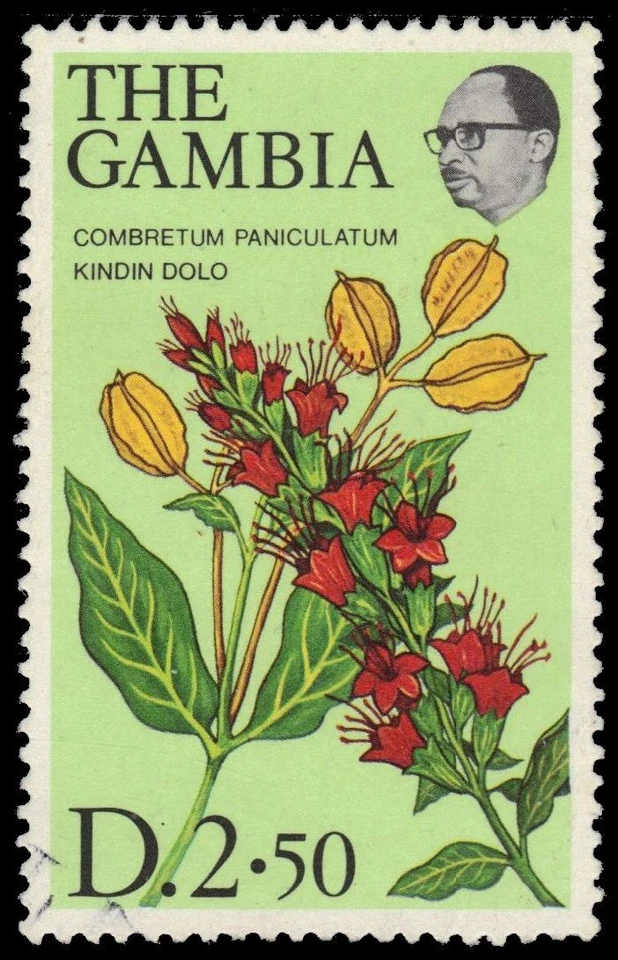 GAMBIA 365 (SG382) - Kindin Dolo Flores "Combretum panculatum" (pa79080) Foto 1 de 1