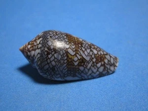Conus textile f. tenebrosa (Bozzetti,2016) "DARK-BLUE! (40.0mm) - Picture 1 of 7