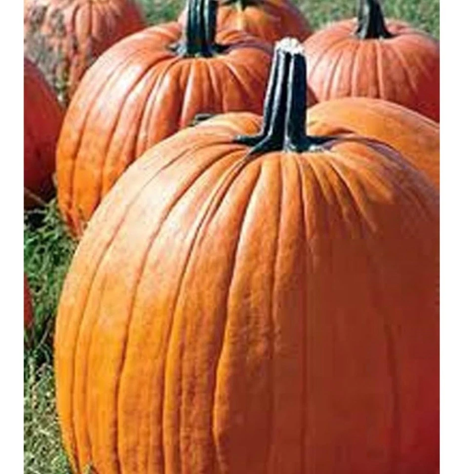 Big Max Pumpkin Seed, 15+Seeds. Heirloom ~ Organic. Free Shipping  - Image 1 of 1