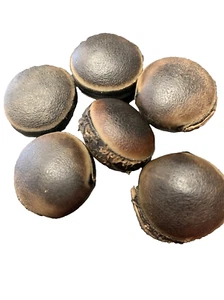 6 PIEZAS EPE Bulls Eye Seed Semilla de OJO DE BUEY Religión Yoruba IFA Orunmila - Imagen 1 de 1