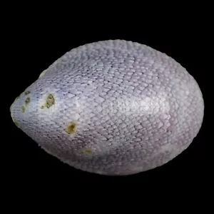 SEPTARIA LUZONICA (Leyte, Philippinen) 16,2 mm #46709 - Bild 1 von 3