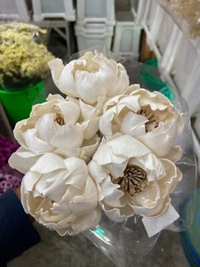 Dried peony sola ( Big ) - Picture 1 of 1