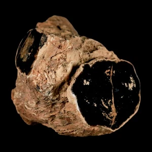 4.1" Fossilized Blue Forest Petrified Wood Limb Branch Eden Wyoming 50 Mil Yrs - Picture 1 of 8