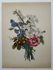 Vintage JL Provost 12x16 Druck, Blumenmuster botanischer Litho, rahmenfertig, Blumen