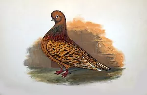 "Póster de paloma elegante ""EL VASO DE ALMENDRA"" por James C. Lyell Arte 13"" X 19" - Imagen 1 de 1
