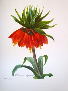P. J. Redoute #41 Fritillaire Imperiale Vintage Print - Bild 1 von 1