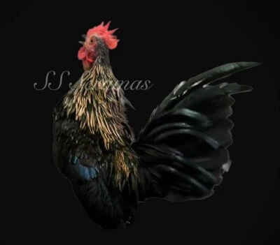 American/Traditional Serama Fertile Hatching Eggs Show Quailty 12+