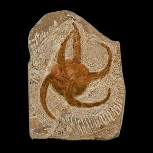 3,2 Zoll Bretlestar Ophiura Sp Seestern Fossil Ordoviziumzeit Marokko Echtheitszertifikat & Ständer - Bild 1 von 8
