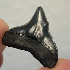 RARE Pathological Bull Shark Tooth Fossil Venice FL .85” - Picture 1 of 2