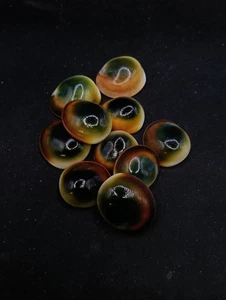 10 x green operculum cats eyes Shiva Collectable sea shell - Picture 1 of 3