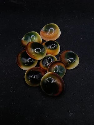 10 x green operculum cats eyes Shiva Collectable sea shell - Image 1 of 3