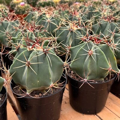 3.5'' Ferocactus Histrix, Live Cactus Plants,Rare Plants - Image 1 of 4