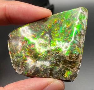 Ammolita fósil de 6,5 cm con varios colores - amonita, Alberta, Canadá. - Imagen 1 de 9