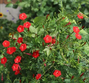 CARDINAL CLIMBER Morning Glory Red Blooms Vine Pollinator Attractor 50 Seeds! - Picture 1 of 7
