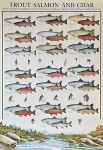 Poster Hobby Trota Salmone e Char Vintage 27 x 39 - Foto 1 di 1
