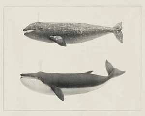 Vintage Whale Naturalist Illustration Giclee Print on Fine Art Paper - Picture 1 of 3