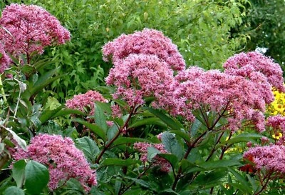 SEEDVILLE USA 50 Pink JOE PYE WEED Eupatorium Maculatum Flower Seeds