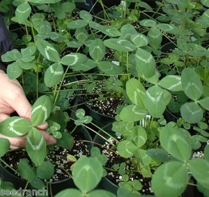 Regal Graze Ladino Clover Seed - 25 Lbs.  - Picture 1 of 1