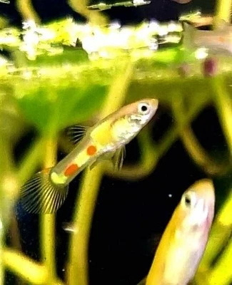 ¡¡Ultra RARO!!  Genuino Campoma Rubio El Tigre Endler, 3M/3F, ENVIADO UPS 2º DÍA Foto 1 de 4