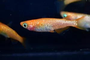 Red emperor Lame Medaka ricefish eggs 15+ fertilized - Picture 1 of 6