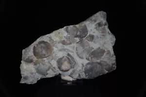 Brachiopod / Rafinesquina Alternativa / esemplare fossile 19,4 cm / Sharonville, Ohio - Foto 1 di 4