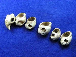 DRILLED SHELL BEADS 3/4" EAST TENNESSEE Authentic Indian Artifacts - Picture 1 of 11