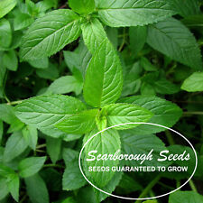 SCARBOROUGH SEEDS 1000 Mint Peppermint  herb seeds NON-GMO Heirloom Vegetable !