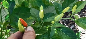 Very Hot Birds Eye Thai Chilli Seeds, Capsicum frutescens Siling Labuyo 25 seeds - Picture 1 of 12