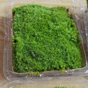 Dry Moss Micro Landscape Moss Garden Bonsai Lawn Mini Mossy Lichen Art Decor Hot - Bild 1 von 4