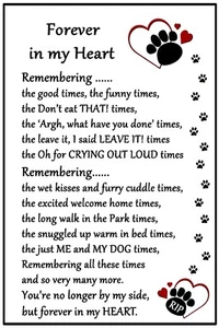 Border Terrier Perro Pérdida RIP Regalo - Para siempre en mi corazón - Duelo simpatía - Imagen 1 de 2