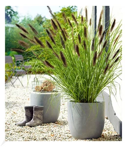 Schwarzes Lampenputzergras,1 Pflanze Pennisetum, Ziergras - Bild 1 von 3