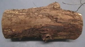 Wood Log Natural w/ Burls Black Walnut 9 pounds 6 x 14 inches cylindrical - Bild 1 von 10