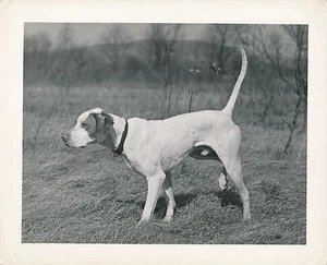 1950 POINTER - CHIEN DE CHASSE LARGE FORMAT - CH 25 - Picture 1 of 2