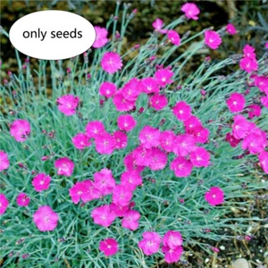 50 Seeds| Arctic Fire Maiden Pinks Dianthus Flowers Seeds - Picture 1 of 3