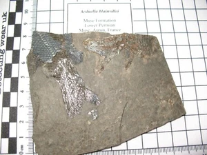 Permian fish Aeduella blainvillei partial fossil specimen excellent scales #21 - Picture 1 of 8