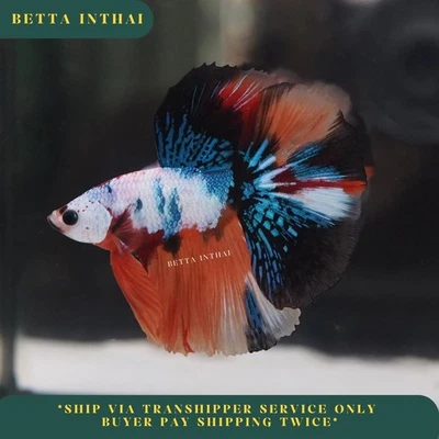 Live Betta Fish Koi Fancy Blue Halfmoon Male High Quality from TH 23N02 - Image 1 of 4