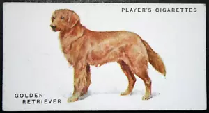 GOLDEN RETRIEVER Vintage 1931 Illustrierte Hundekarte EE02M - Bild 1 von 2