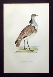 MACQUEEN'S BUSTARD, ornitológico antiguo original, estampado de pájaro, MORRIS, 1896 - Imagen 1 de 2