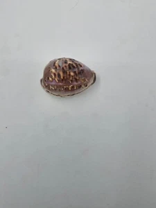 Carved Leopard Tiger Cowrie Seashell Shell Phillipines Cypraea Pantherina - Picture 1 of 5