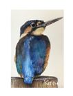 Hand Painted Kingfisher  Painting Watercolour Original A5 Unframed By Kenna
