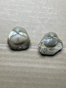 2 pieces beautiful Devonian period brachiopod Stringocephalus specimen stone - Picture 1 of 23