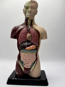 Lakeshore menschlicher Körper auseinandernehmen Modell Studentengröße Wissenschaft Wissen gebraucht - Bild 1 von 8