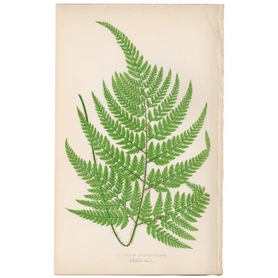 Helechos exóticos antiguos Lowe 1872 impresión botánica 39 helechos escudo hojas cicuta Foto 1 de 3