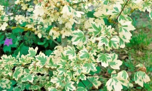 15 GOSHIKI KAEDE TRIDENT MAPLE SEEEDS - Acer Buergerianum Goshiki Kaede - Picture 1 of 2
