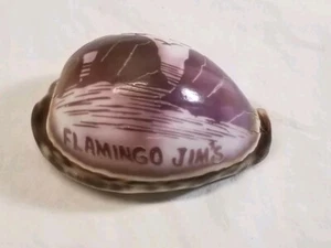 Vintage Hand Carved Etched Seashell Ocean Souvenir Tiger Cowrie "Flamingo Jim's" - Picture 1 of 11